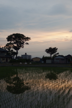 2015/05/30_水田に夕空と木