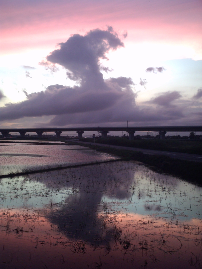2015/06/28_水田の夕暮れ