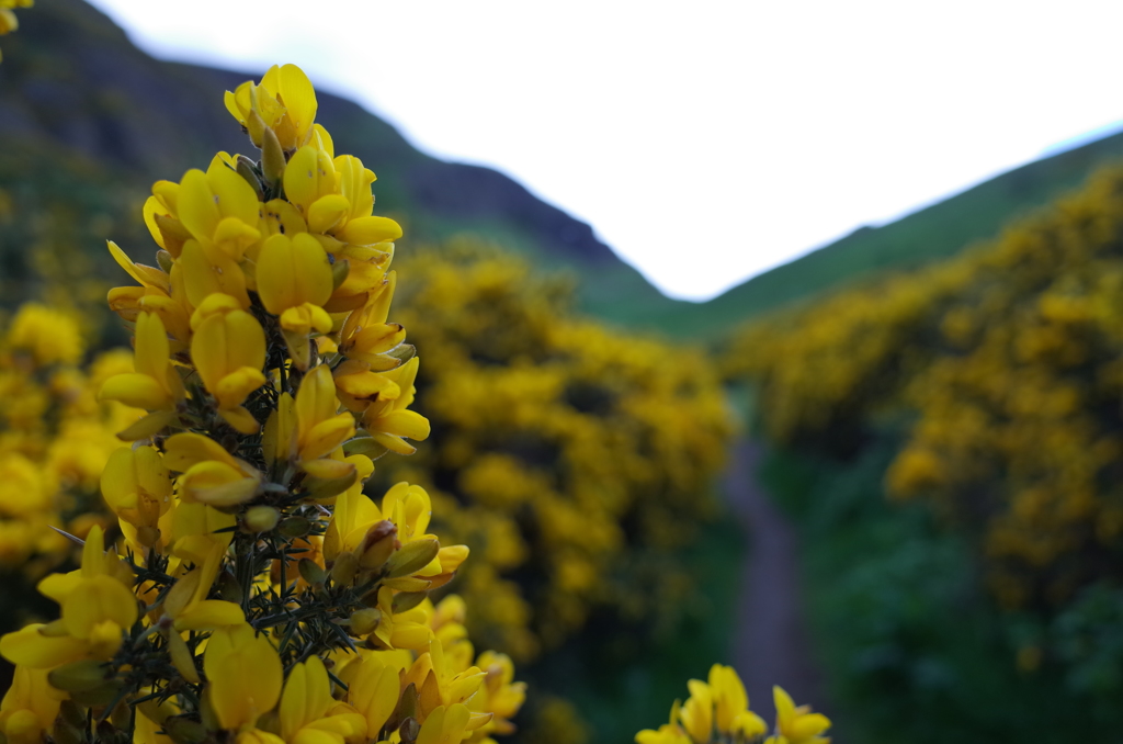 2016/05/20_アーサーズ・シートへのハリエニシダの道