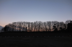 2014/01/18_夕暮れの木とソーラーライト