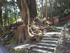 2019/04/13_貴船神社 御神木の相生の杉