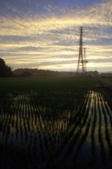 2015/06/27_水田の夕暮れ