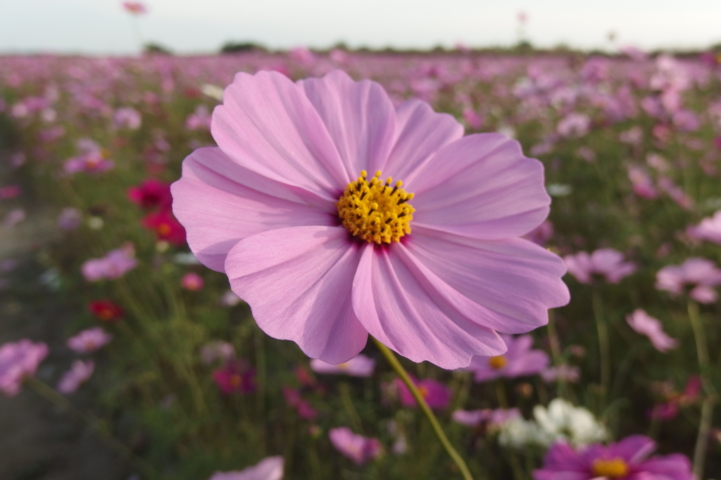 2015/11/01_吹上のコスモス畑
