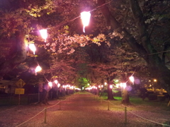 2016/04/10_小室無線山の夜桜