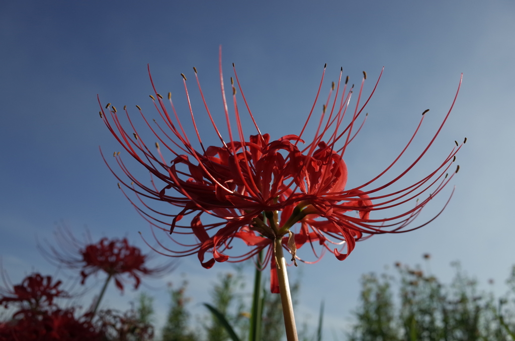2015/09/22_彼岸花