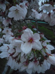 2017/04/09_芝川の桜