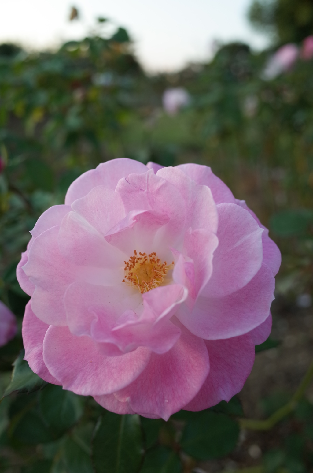 2015/10/18_伊奈バラ園の薔薇