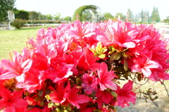 2015/04/29_伊奈バラ園のつつじ