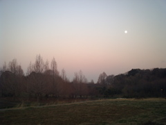 2014/03/15_月と木