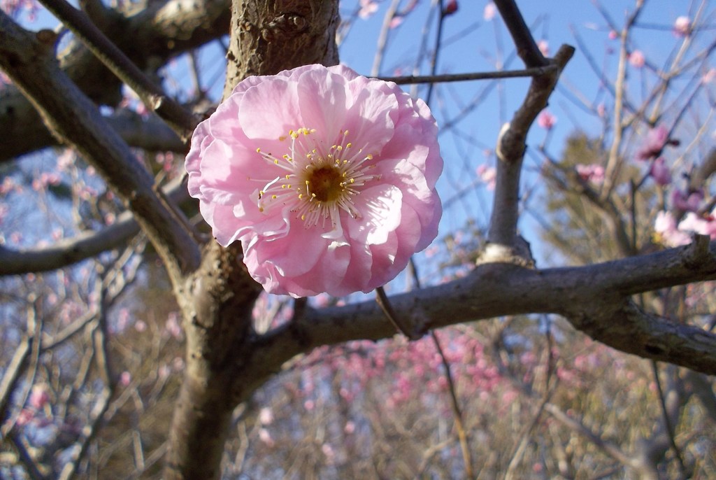 2016/03/20_農林公園の梅（楊貴妃）