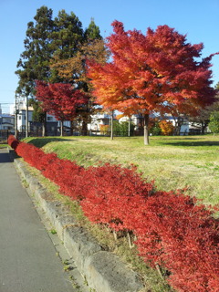 2016/11/14_土淵川吉野町緑地の紅葉