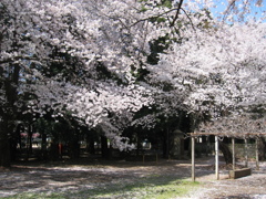 2019/04/06_氷川児童公園の桜