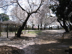 2019/04/06_氷川児童公園の桜