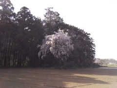 2018/04/01_畑の中の一本桜