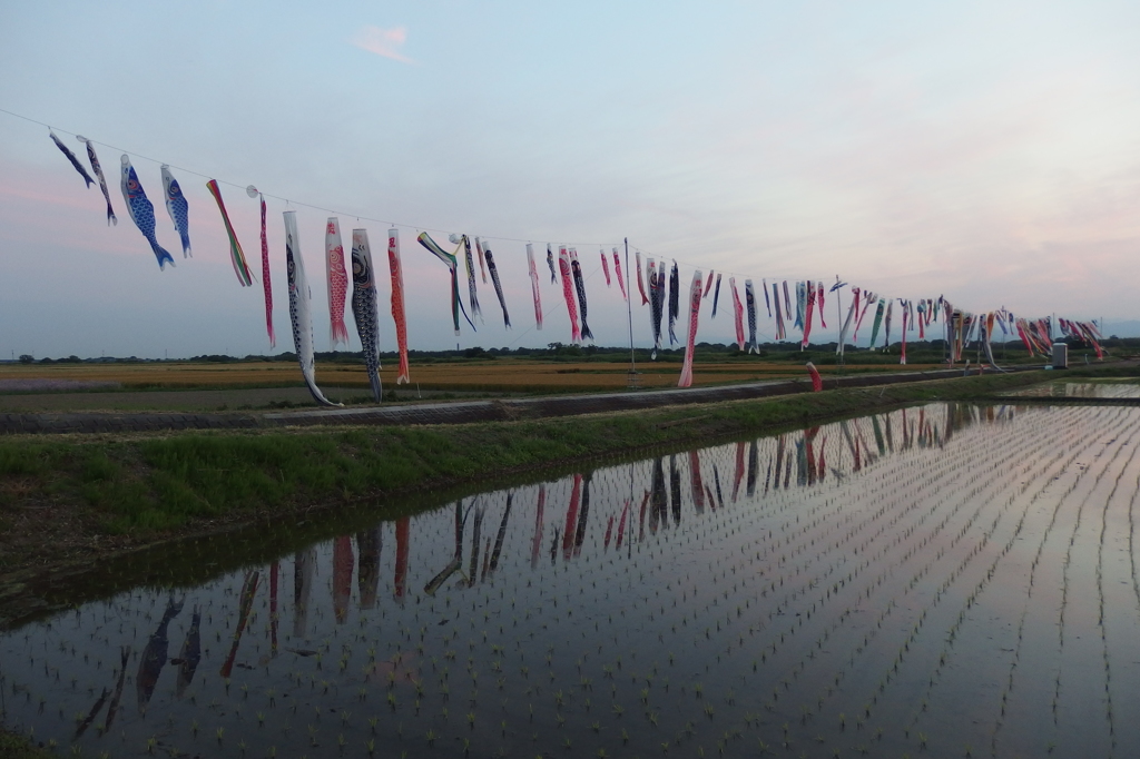 2015/05/24_夕空と水田に鯉のぼり