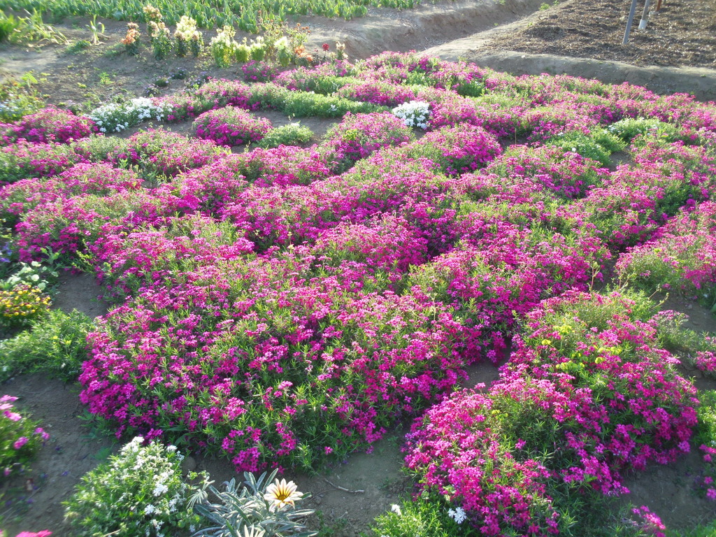 2017/05/05_花のオアシスの芝桜
