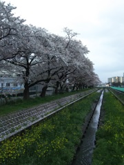 2017/04/09_芝川の桜と菜の花