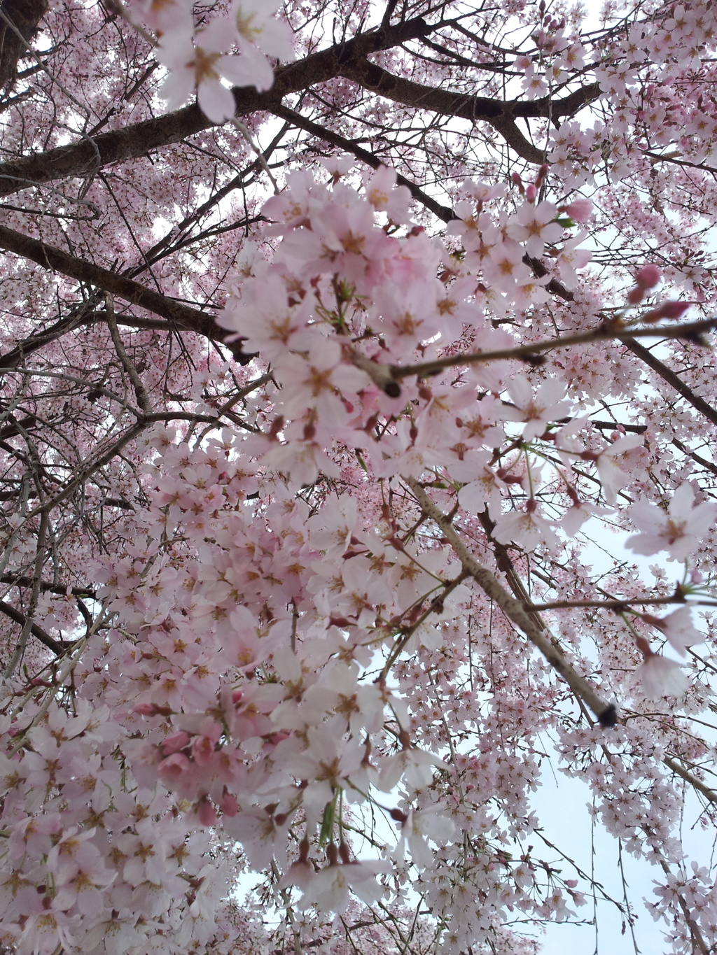 2016/04/03_放光寺の枝垂れ桜