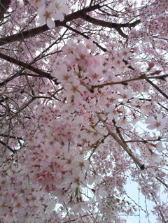 2016/04/03_放光寺の枝垂れ桜