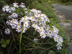 2018/10/28_外秩父山中の野菊