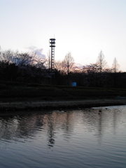 2017/04/02_花の丘農林公苑の夕暮れ