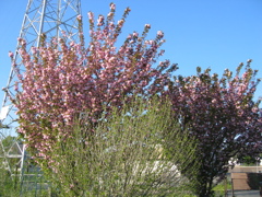 2017/04/23_花の丘農林公苑の八重桜