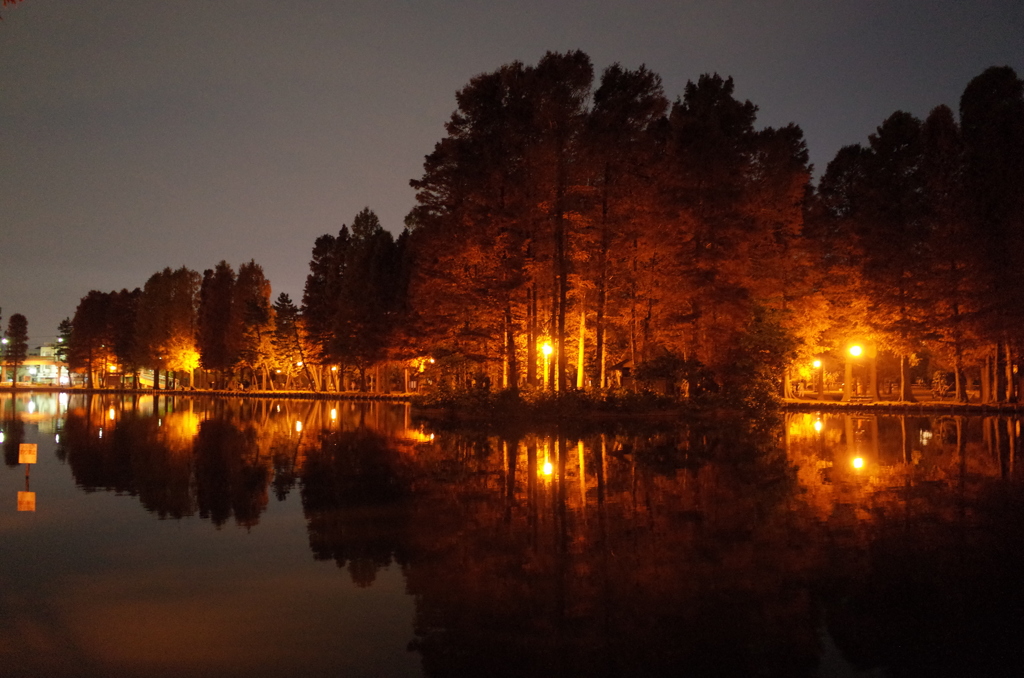 2014/11/24_夜の別所沼公園