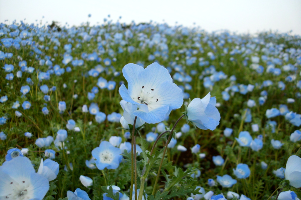 2015/04/25_花の丘農林公苑のネモフィラ