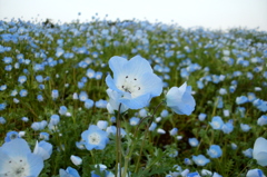 2015/04/25_花の丘農林公苑のネモフィラ