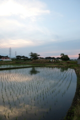 2016/06/11_水田の夕暮れ