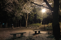 2014/04/05_氷川児童公園の夜桜