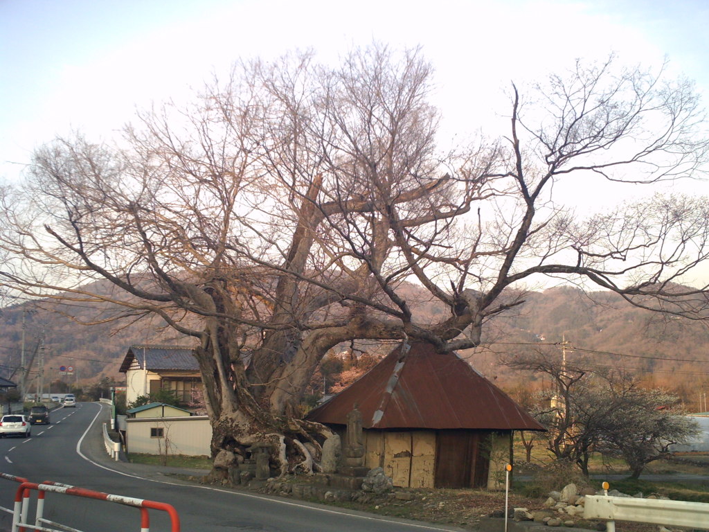 2014/03/29_小屋と木