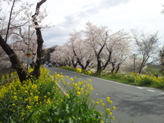 2016/04/03_城ヶ谷堤の桜と菜の花