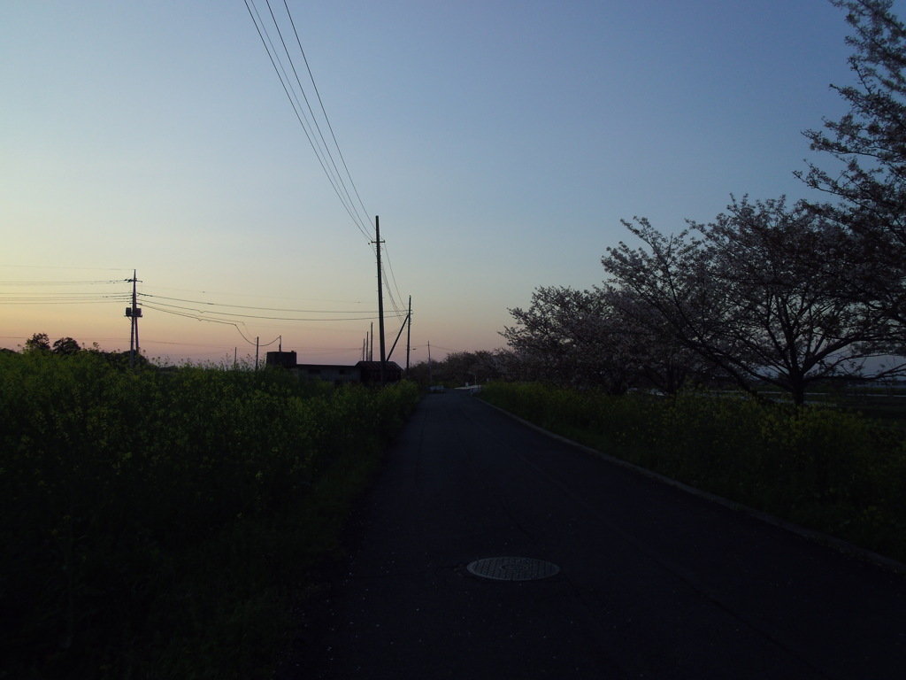2017/04/15_夕暮れの菜の花と桜の道