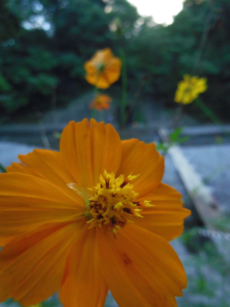 2016/09/10_巾着田のキバナコスモスとドレミファ橋