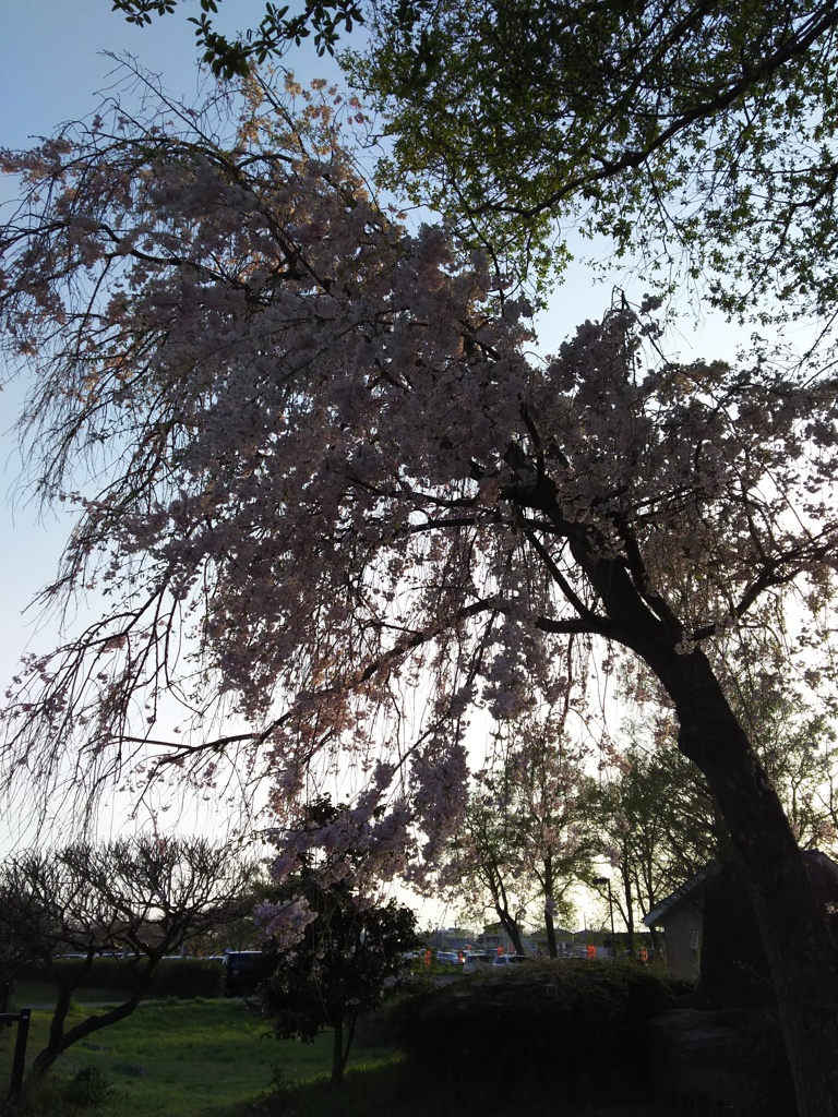 2017/04/16_さきたま古墳公園の夕暮れ桜