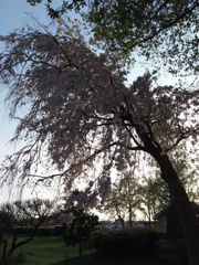 2017/04/16_さきたま古墳公園の夕暮れ桜