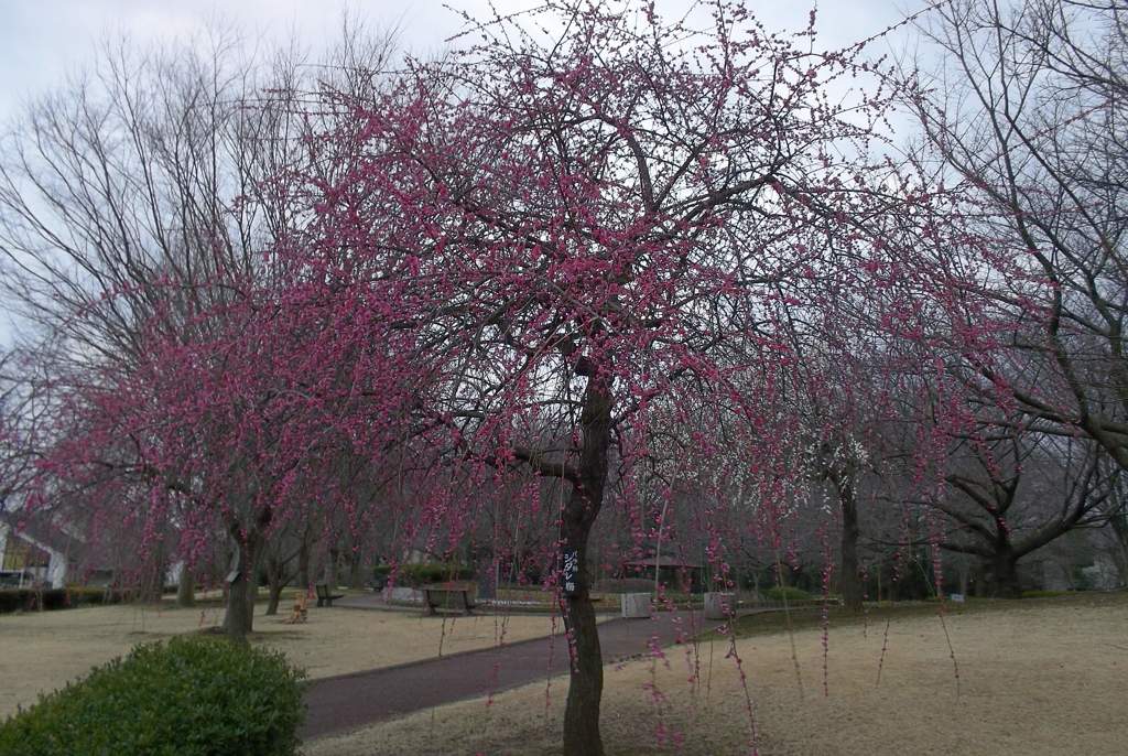 2016/02/28_花の丘農林公苑の枝垂れ梅
