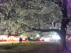 2016/04/02_小室無線山の夜桜