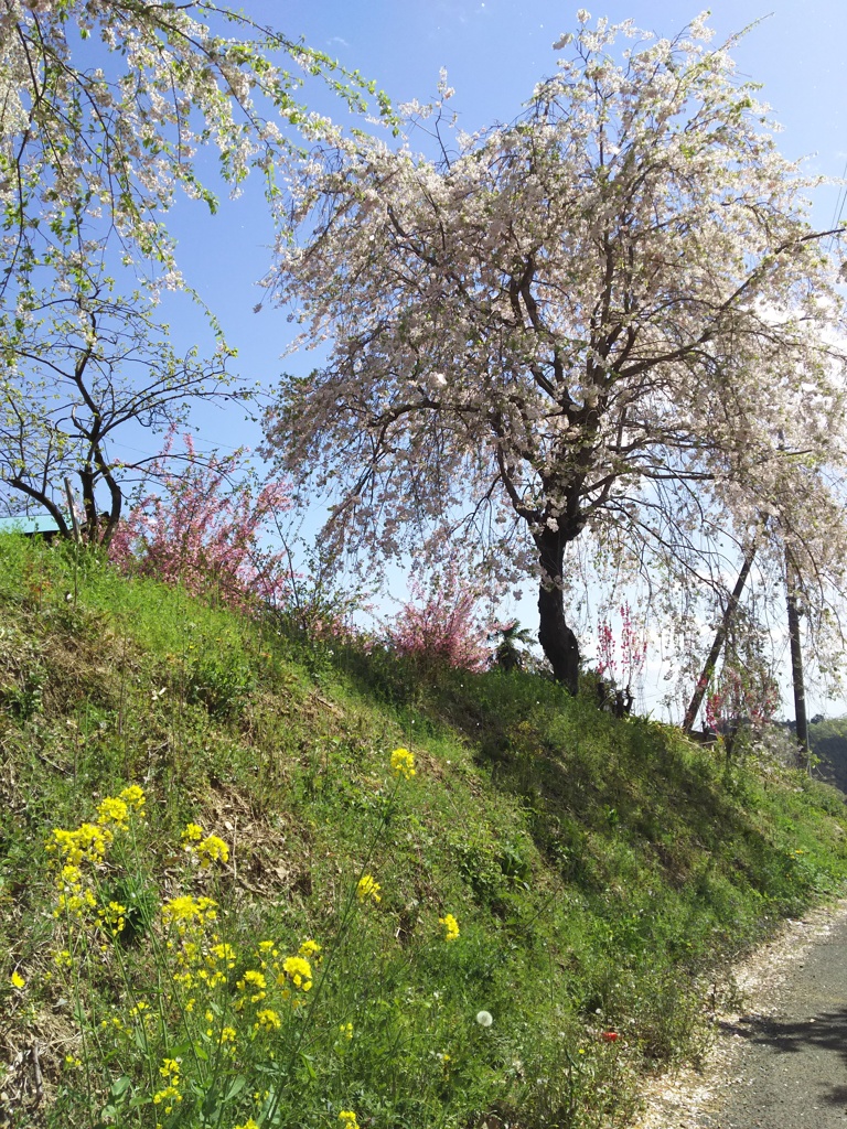 2018/04/08_花桃の郷