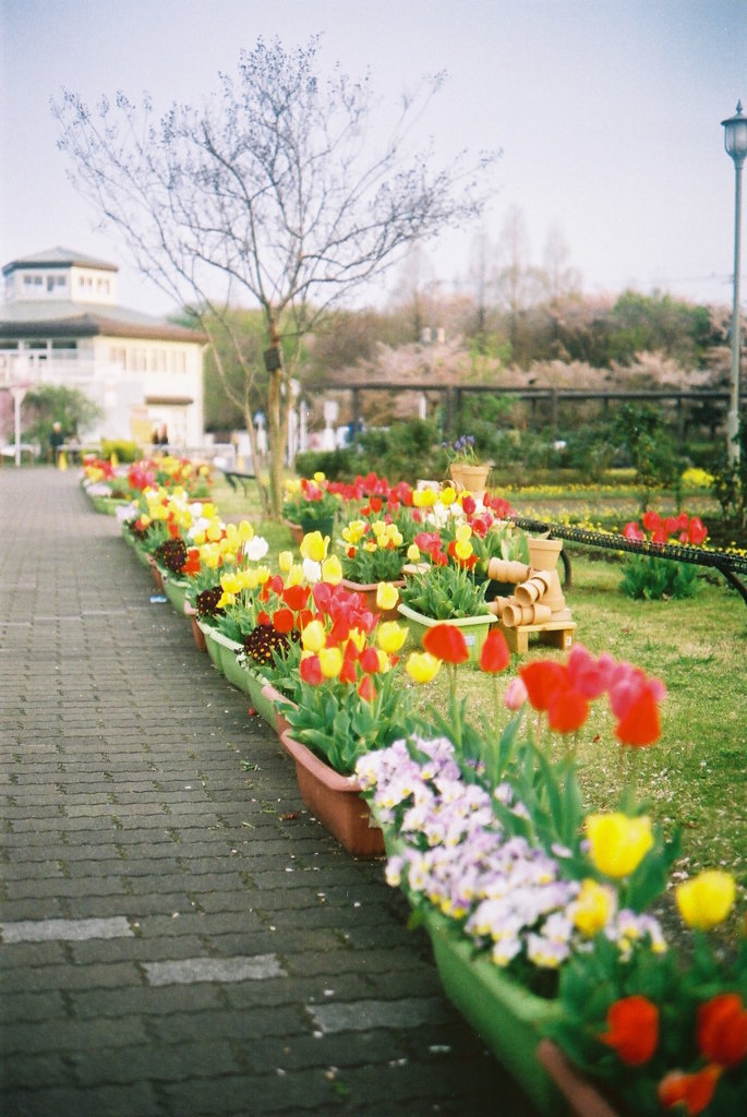 2016/04/09_花の丘農林公苑のチューリップ