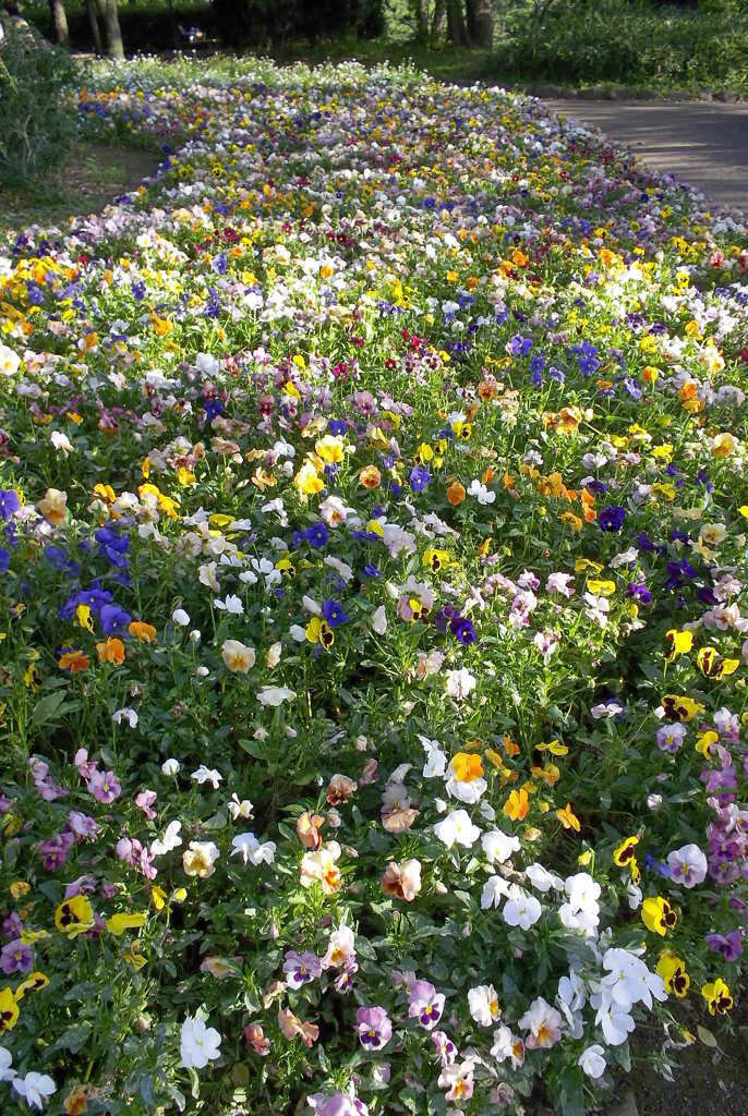 2016/05/04_飛鳥山公園の花壇