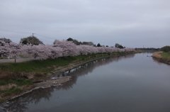2015/04/04_元荒川の桜
