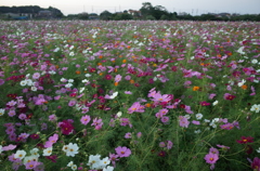 2014/10/18_コスモス畑