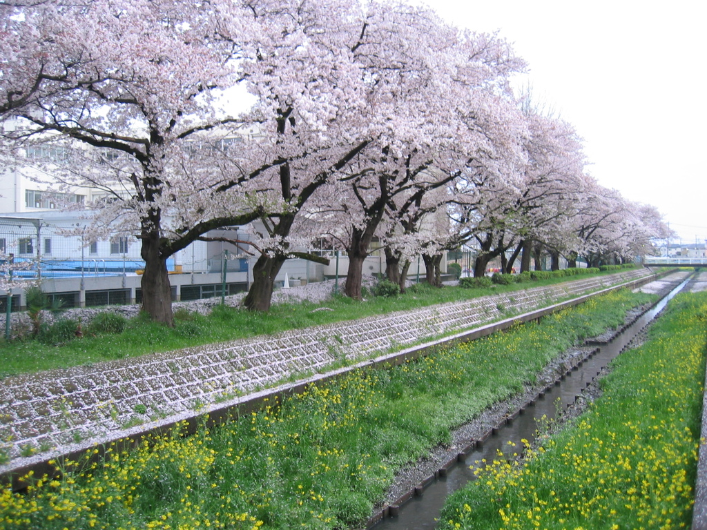 2017/04/09_芝川の桜と菜の花