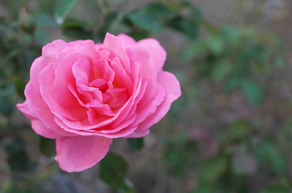 2014/10/12_伊奈バラ園の薔薇