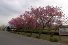 2016/03/27_紅白梅