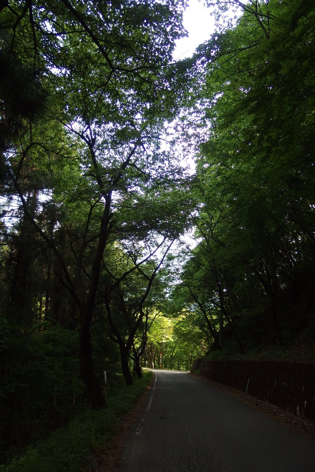 2015/05/04_林道