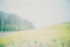 2019/04/07_荒川土手の菜の花（没カット）