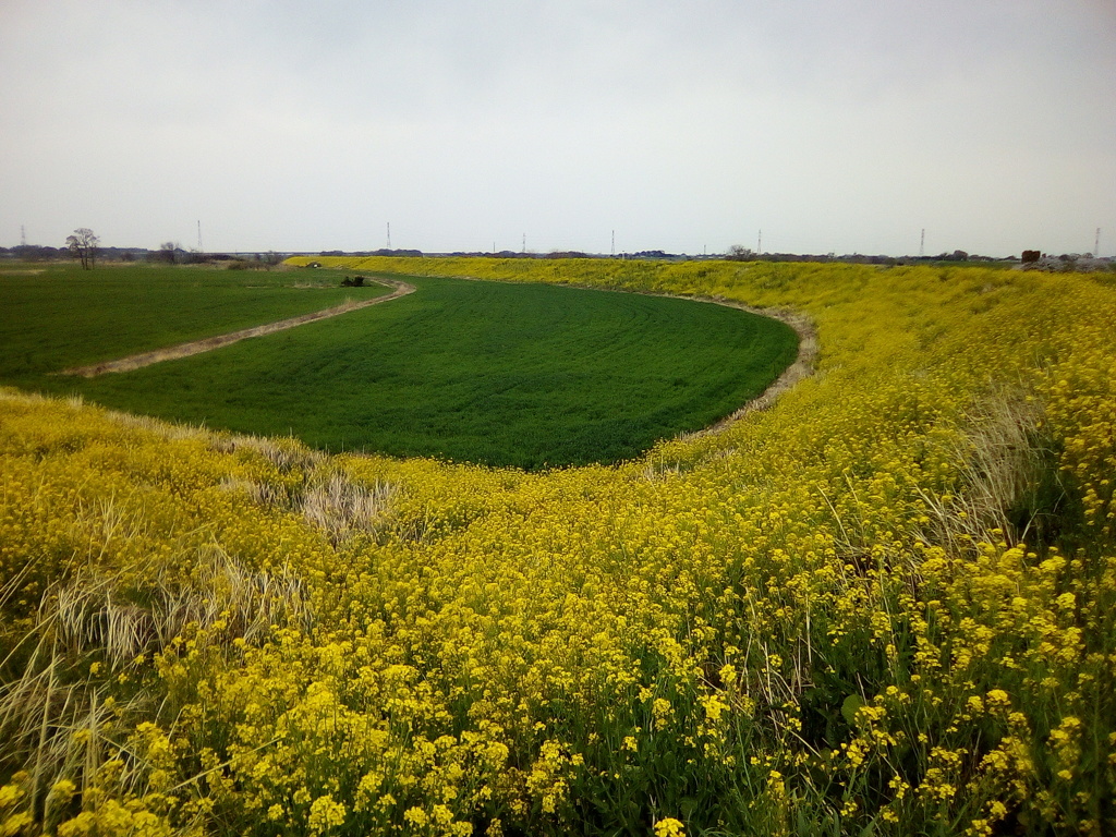 2019/04/07_荒川土手の菜の花